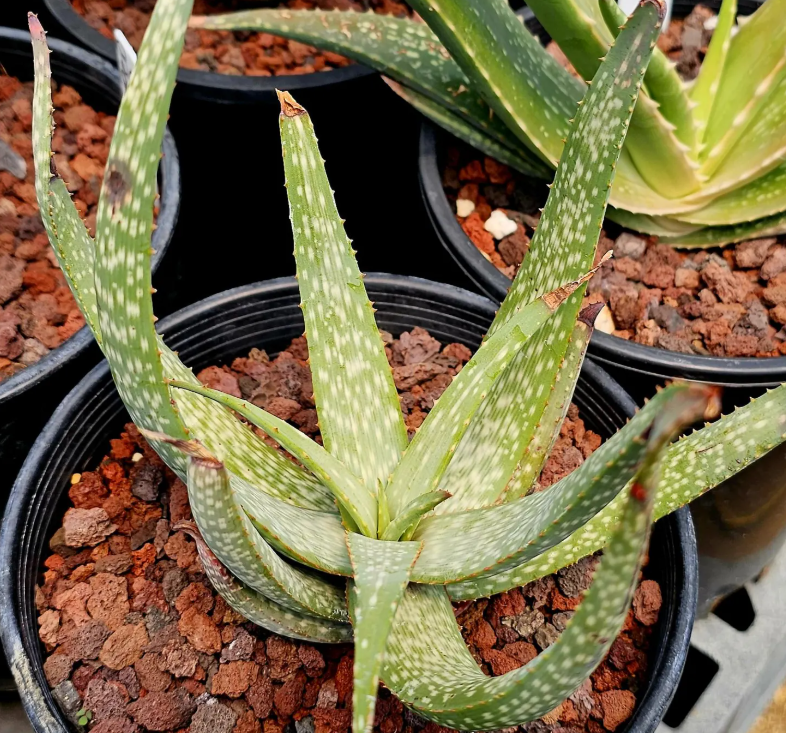 Aloe Pictifolia 12 Pieces Seeds