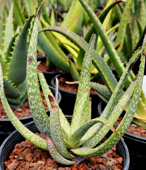 Aloe Pictifolia 12 Pieces Seeds