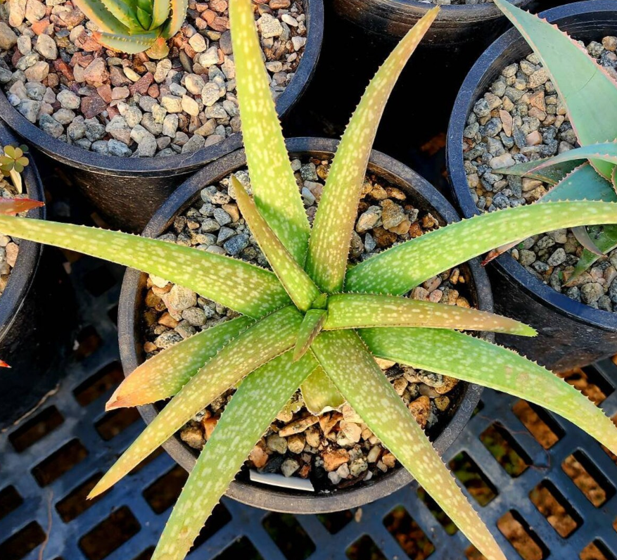 Aloe Ellenbeckii 12 Pieces Seeds