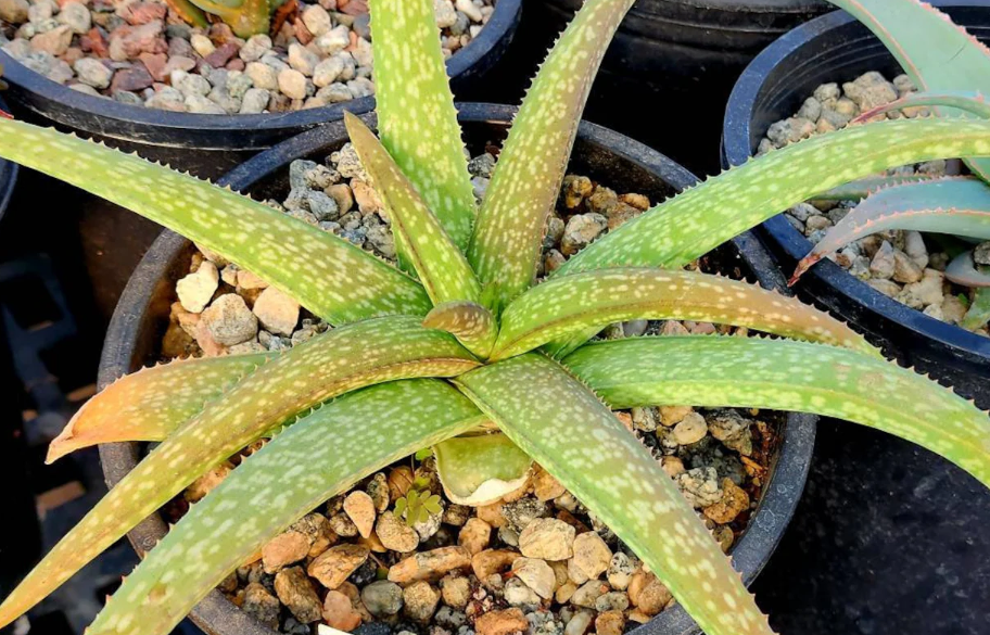 Aloe Ellenbeckii 12 Pieces Seeds