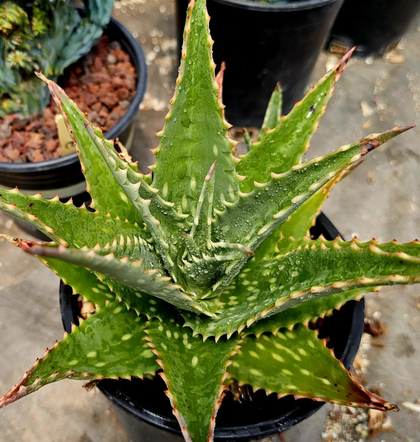 Aloe Mubendiensis 15 Pieces Seeds