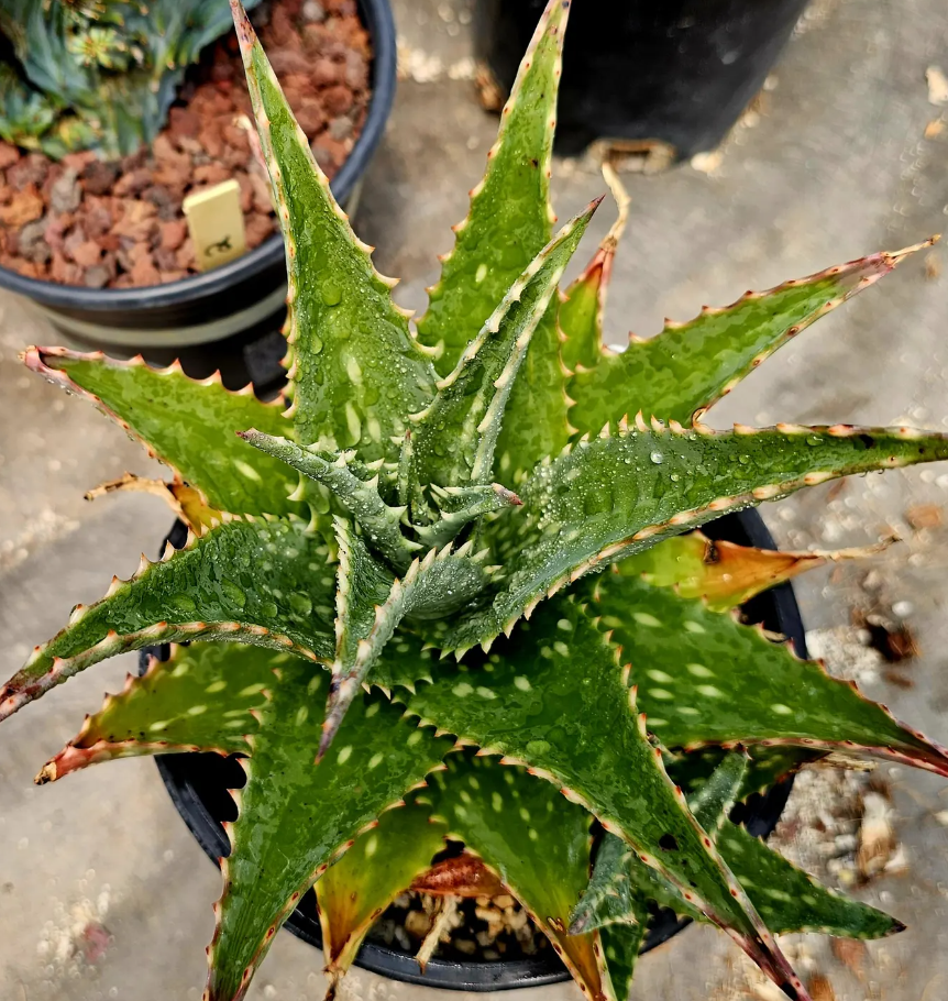 Aloe Mubendiensis 15 Pieces Seeds