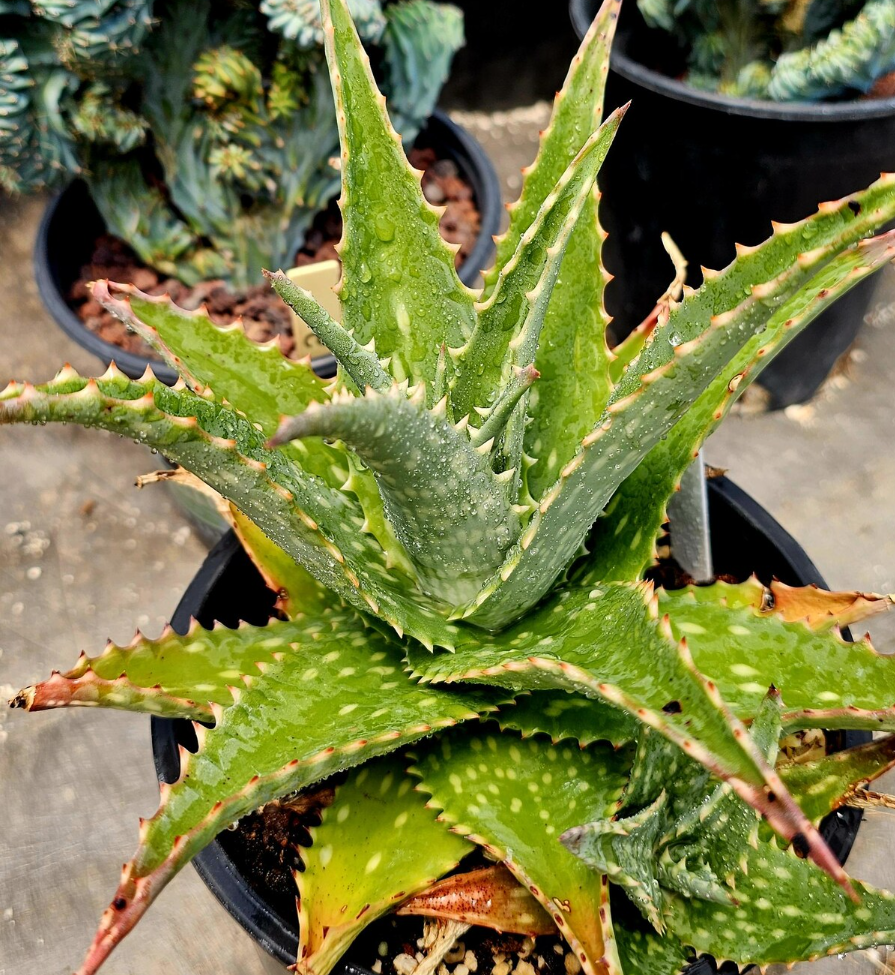 Aloe Mubendiensis 15 Pieces Seeds