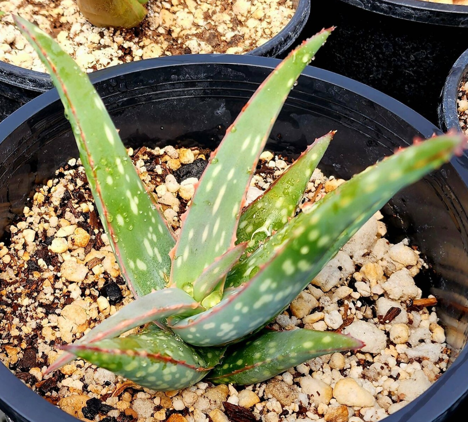 Aloe Sinkatana 15 Pieces Seeds