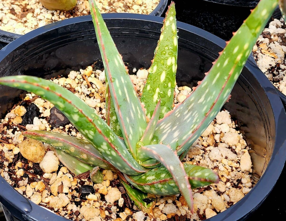 Aloe Sinkatana 15 Pieces Seeds