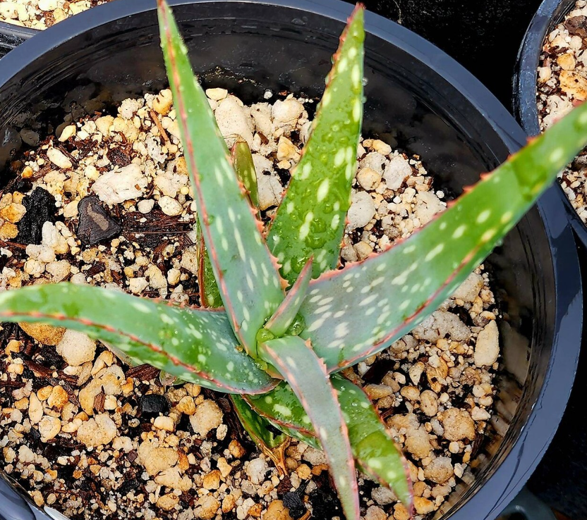 Aloe Sinkatana 15 Pieces Seeds