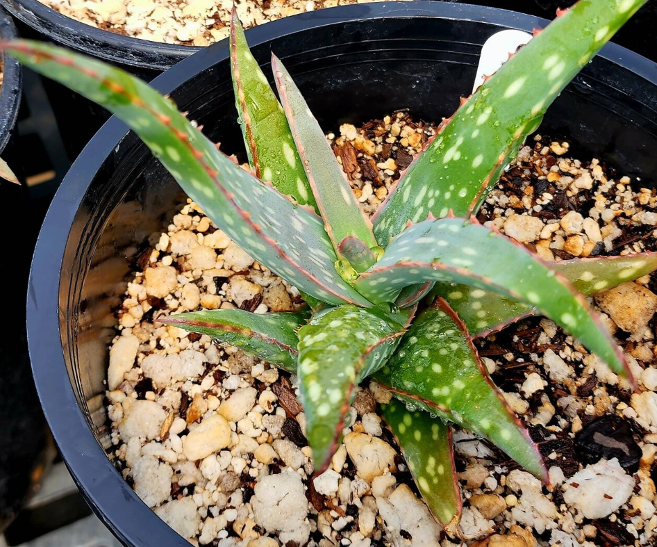 Aloe Sinkatana 15 Pieces Seeds