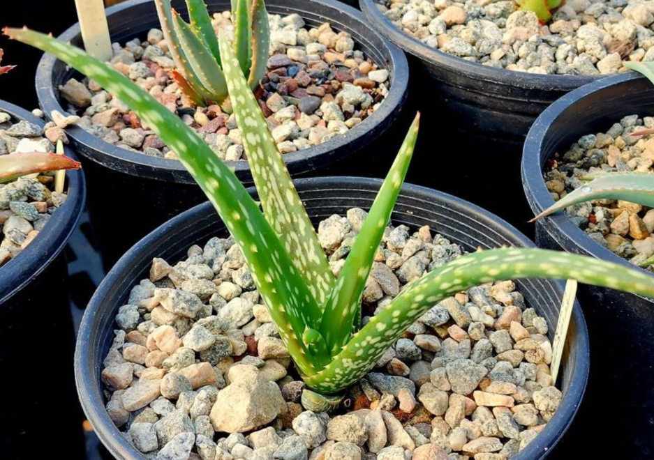 Aloe Trichosantha subsp. Longiflora 10 Pieces Seeds