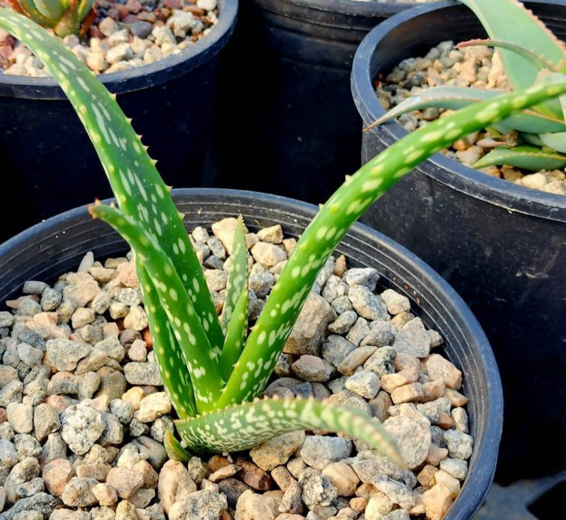 Aloe Trichosantha subsp. Longiflora 10 Pieces Seeds