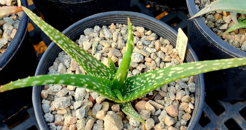 Aloe Trichosantha subsp. Longiflora 10 Pieces Seeds