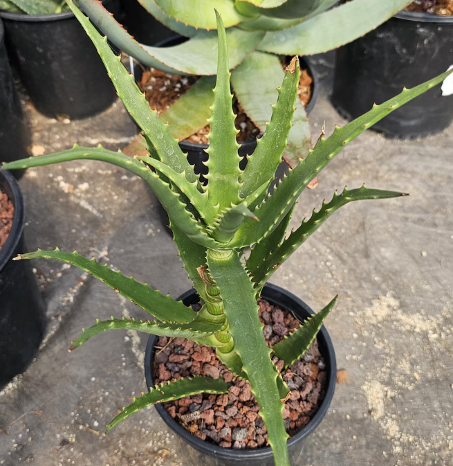Aloe Kedongensis 15 Pieces Seeds