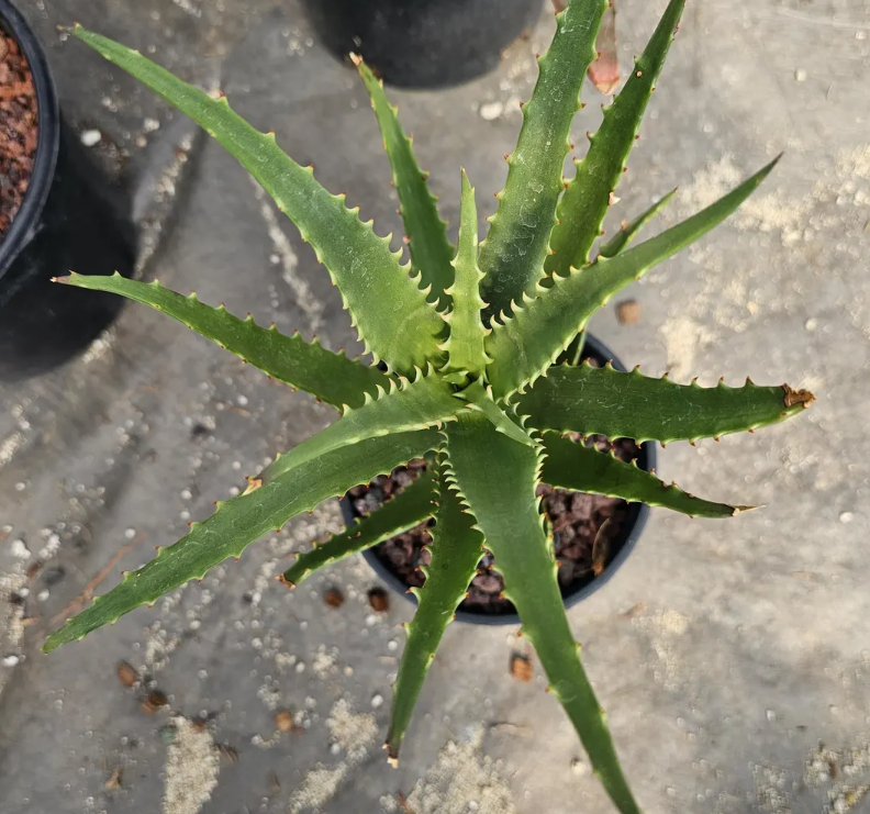 Aloe Kedongensis 15 Pieces Seeds