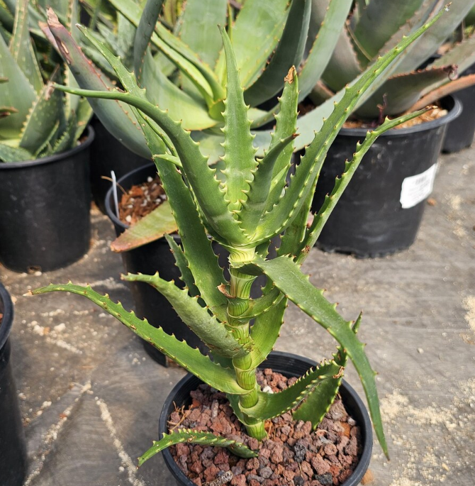Aloe Kedongensis 15 Pieces Seeds