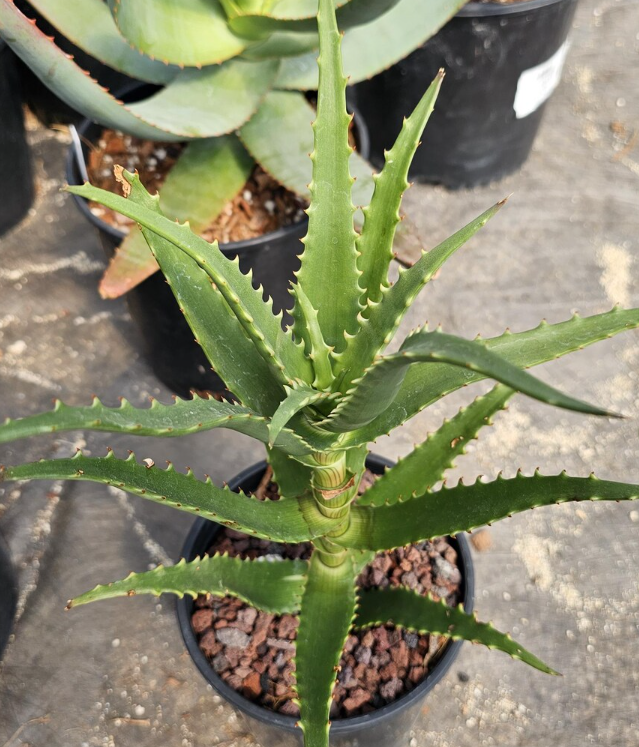 Aloe Kedongensis 15 Pieces Seeds
