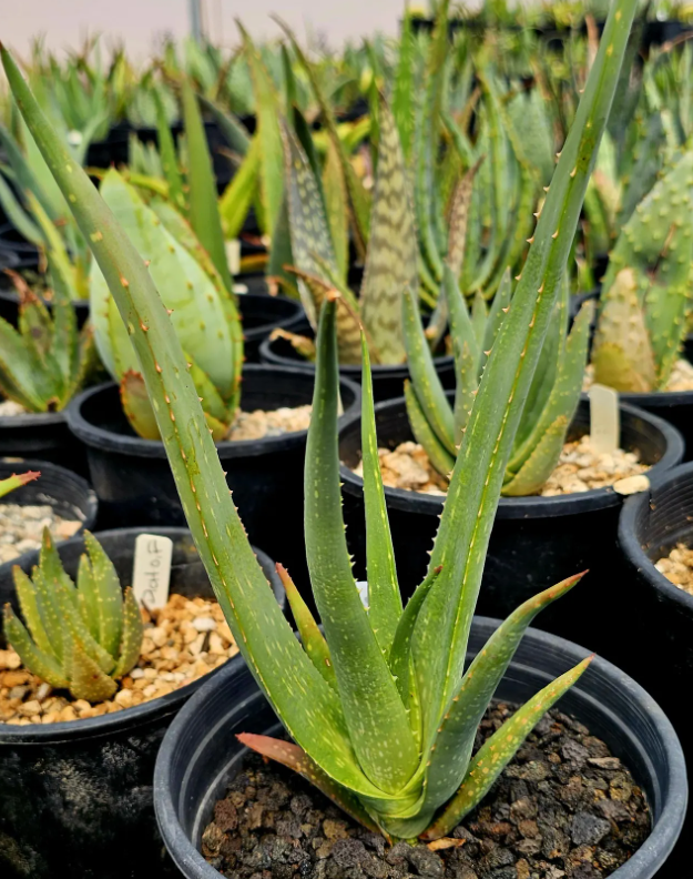 Aloe Argentifolia 12 Pieces Seeds