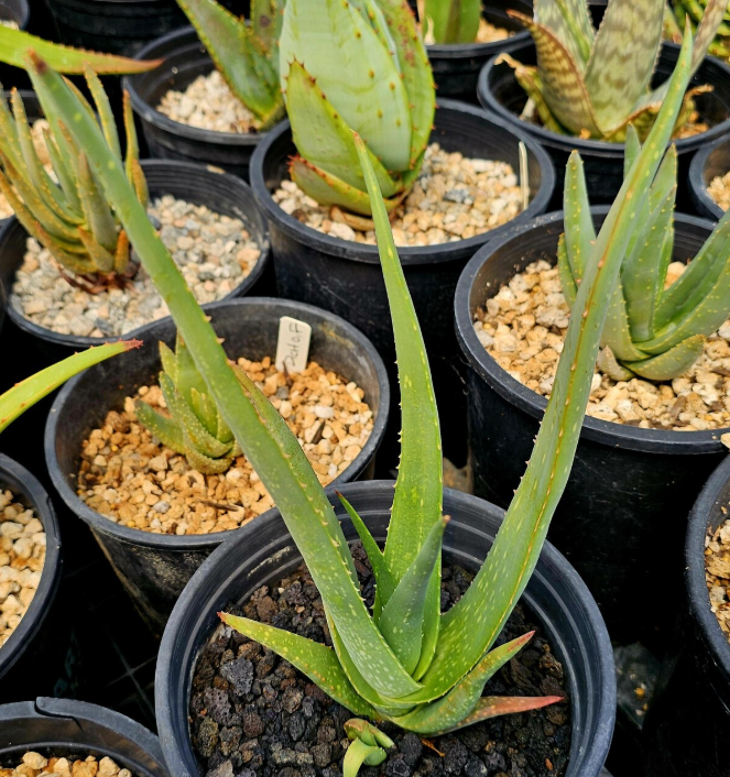 Aloe Argentifolia 12 Pieces Seeds