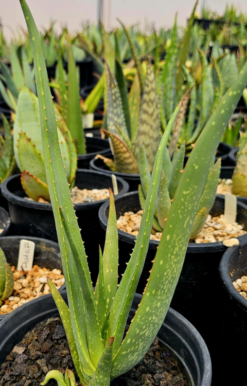 Aloe Argentifolia 12 Pieces Seeds