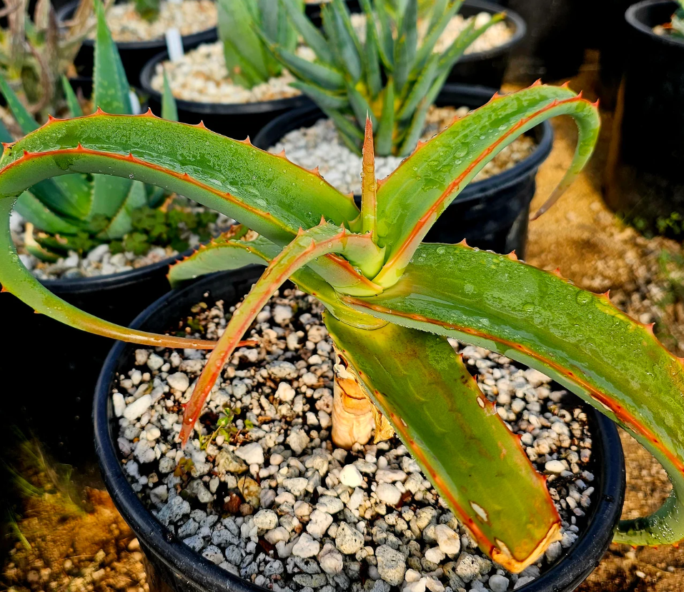 Aloe Megalacantha 10 Pieces Seeds