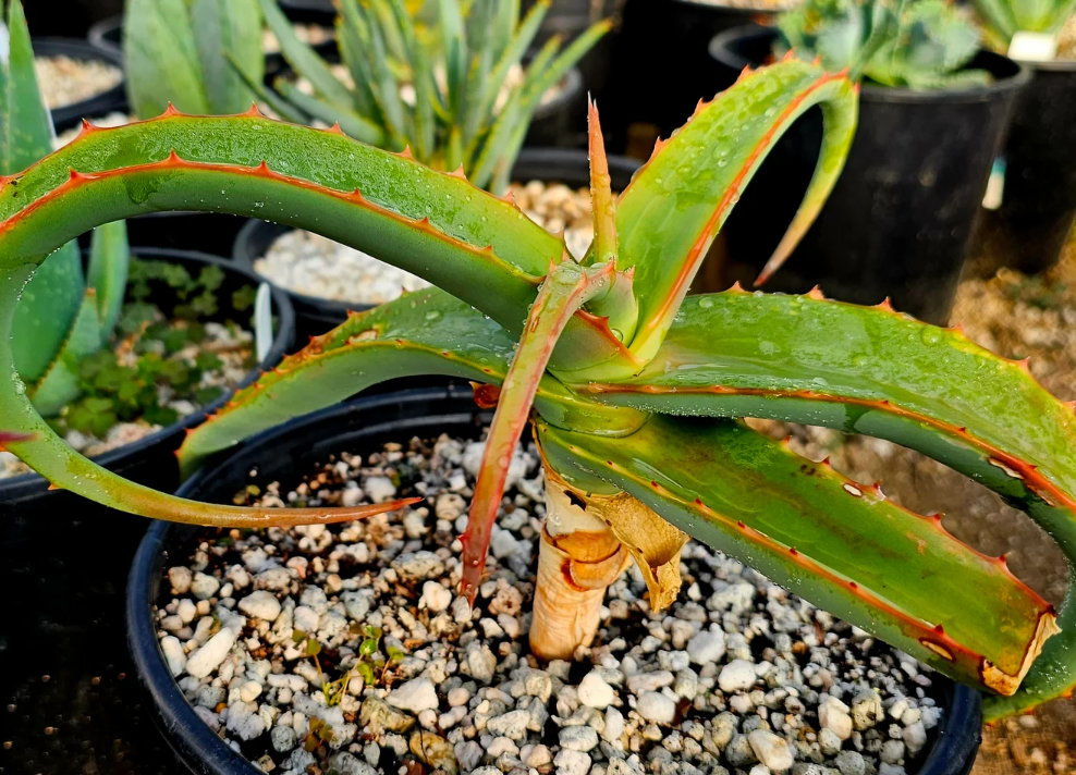 Aloe Megalacantha 10 Pieces Seeds