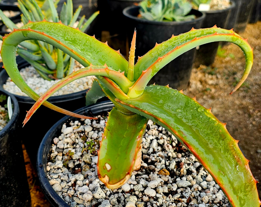 Aloe Megalacantha 10 Pieces Seeds