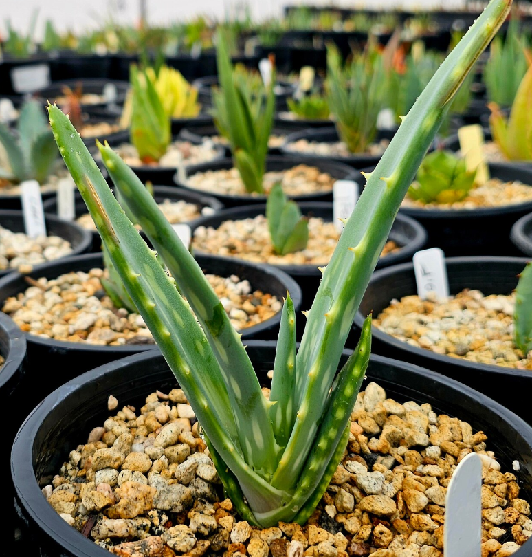 Aloe Esculenta 12 Pieces Seeds