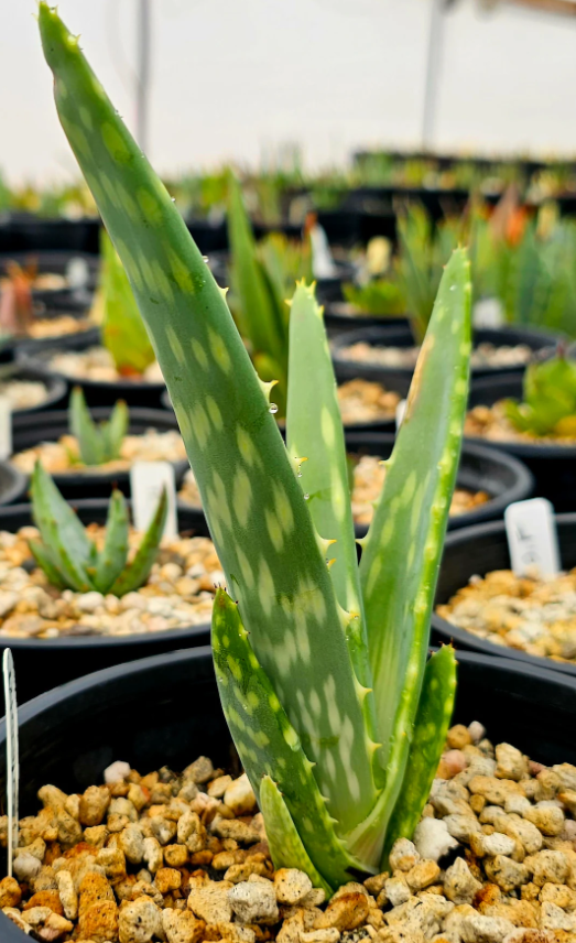 Aloe Esculenta 12 Pieces Seeds