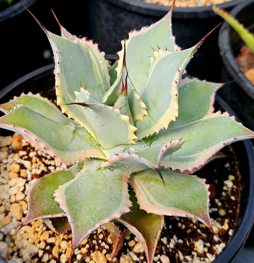 Agave potatorum 'Eye Scream' 10 Pieces Seeds