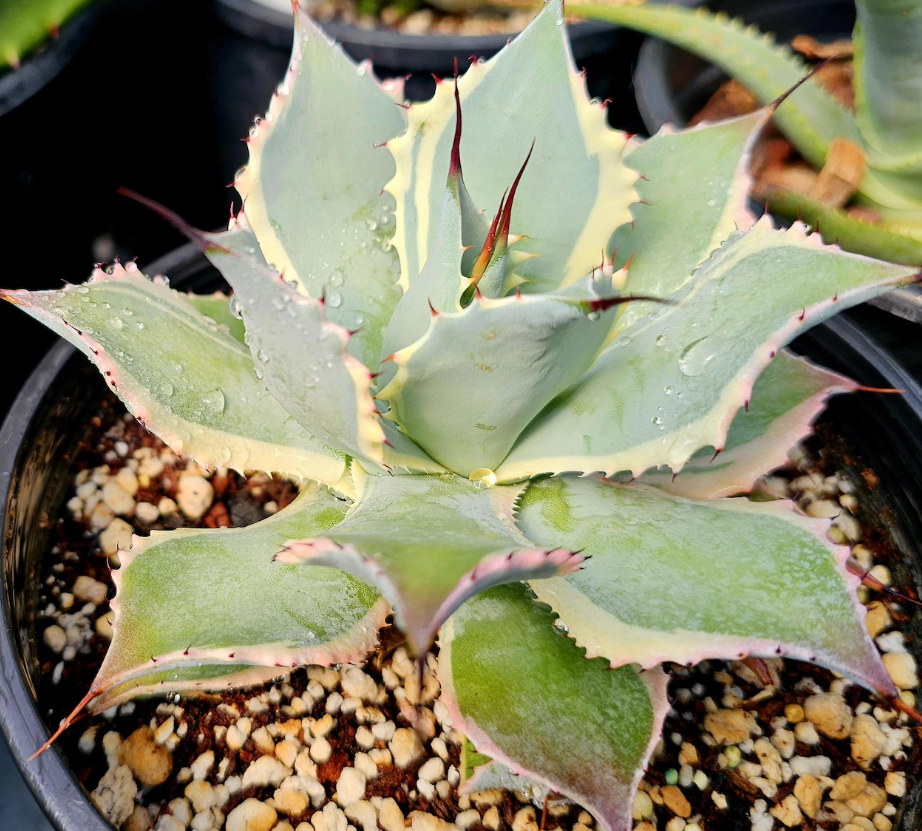 Agave potatorum 'Eye Scream' 10 Pieces Seeds
