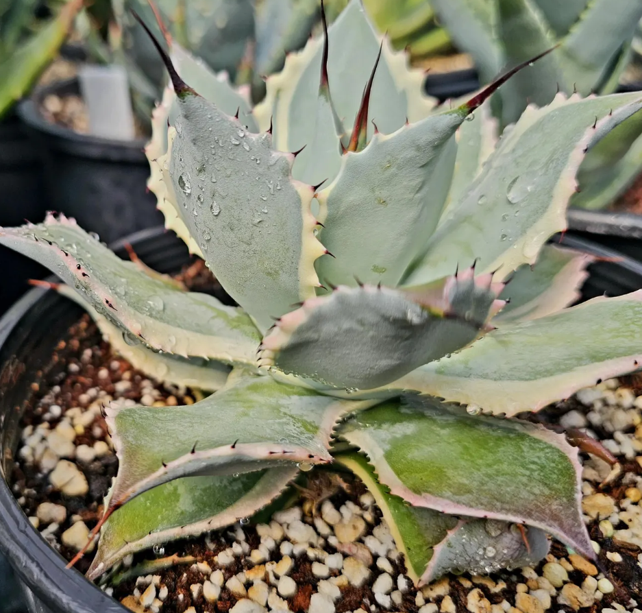 Agave potatorum 'Eye Scream' 10 Pieces Seeds