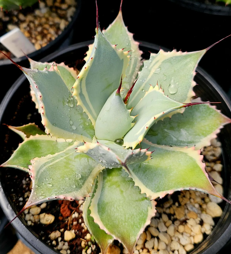 Agave potatorum 'Eye Scream' 10 Pieces Seeds