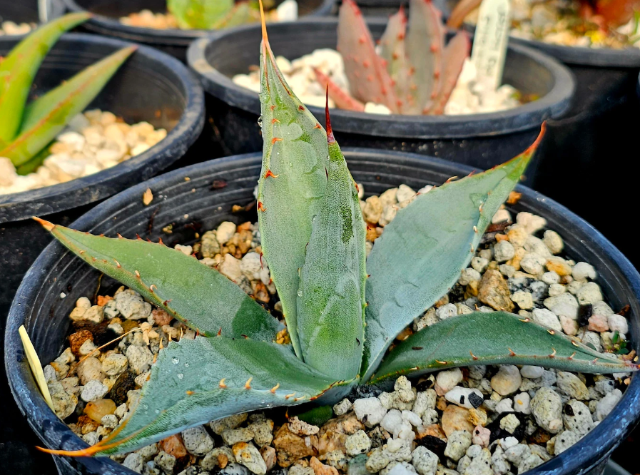 Agave Parryi huachucensis 10 Pieces Seeds