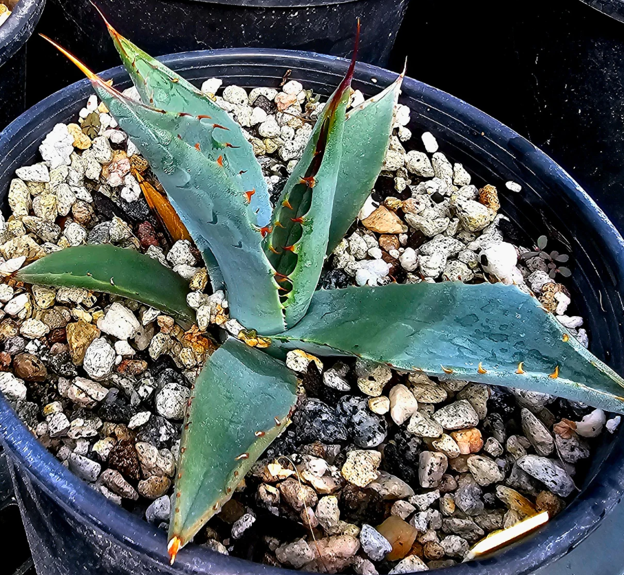 Agave Parryi huachucensis 10 Pieces Seeds