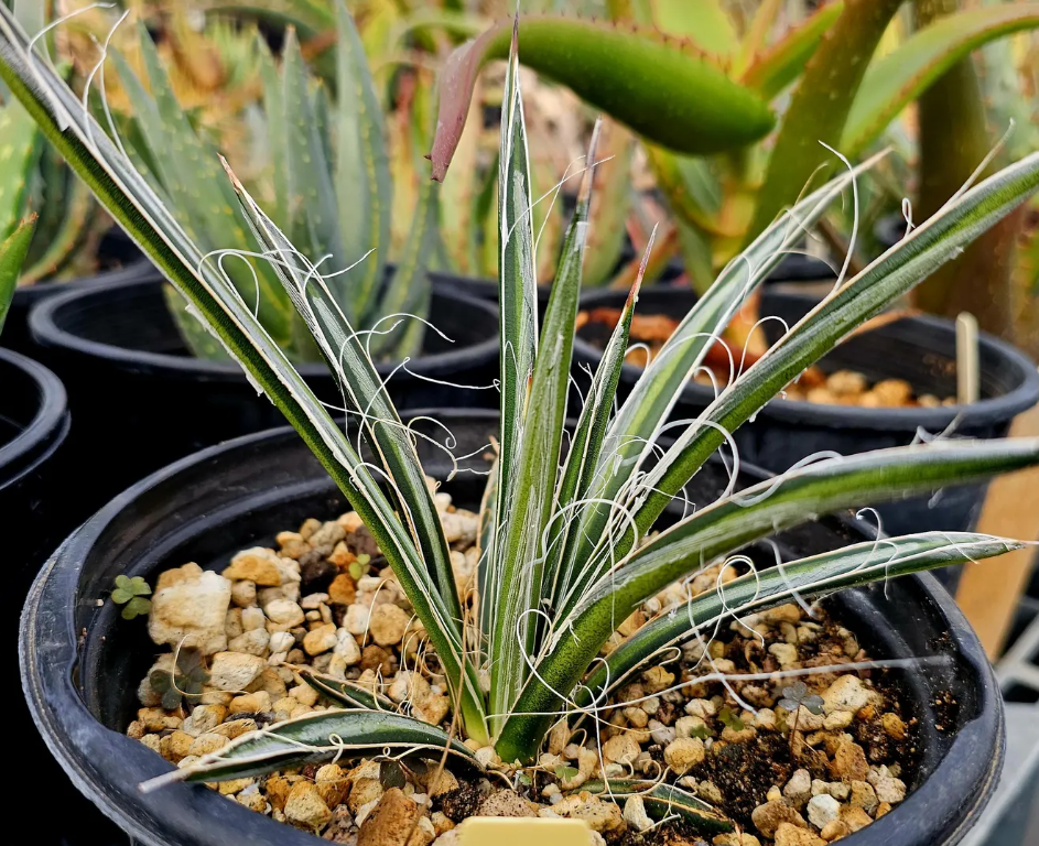 Agave Felgeri 10 Pieces Seeds