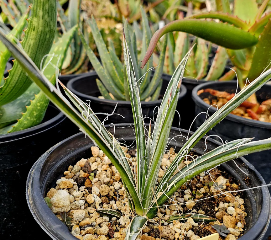 Agave Felgeri 10 Pieces Seeds