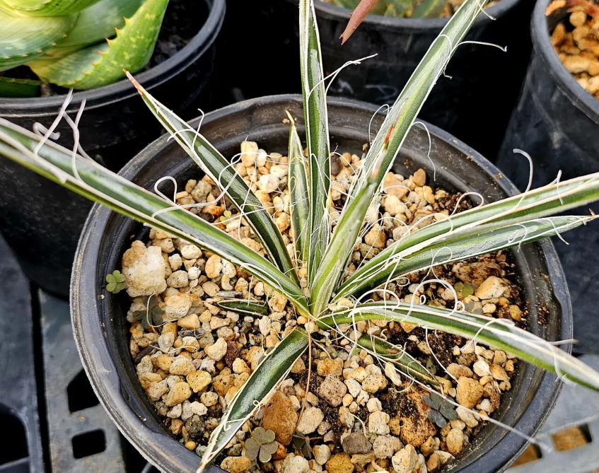 Agave Felgeri 10 Pieces Seeds