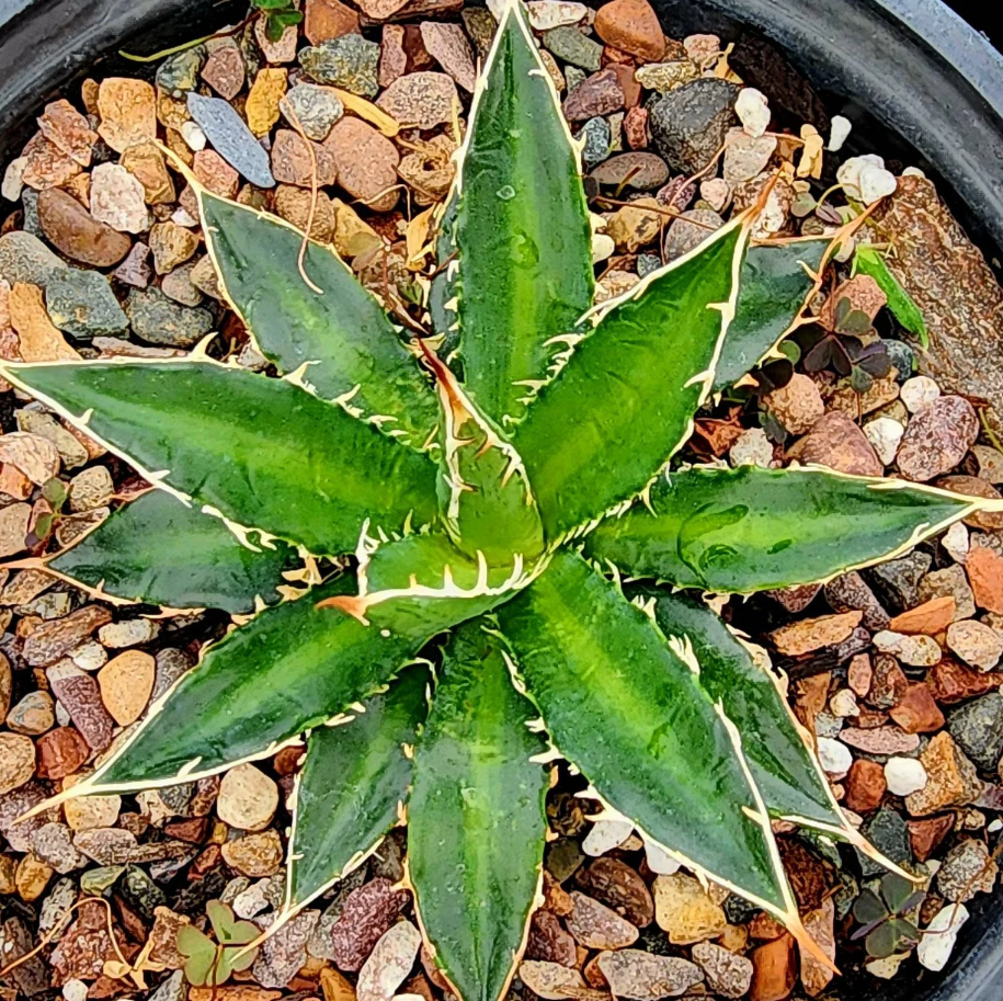 Agave Horrida Perotensis 10 Pieces Seeds