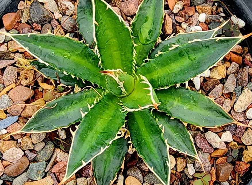 Agave Horrida Perotensis 10 Pieces Seeds