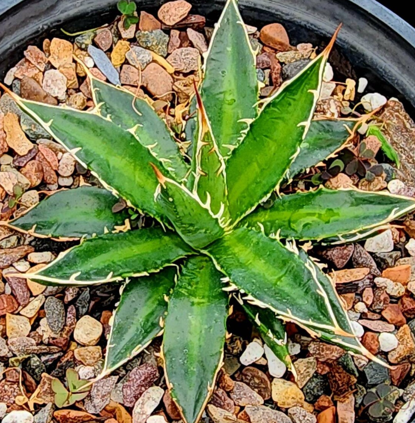 Agave Horrida Perotensis 10 Pieces Seeds