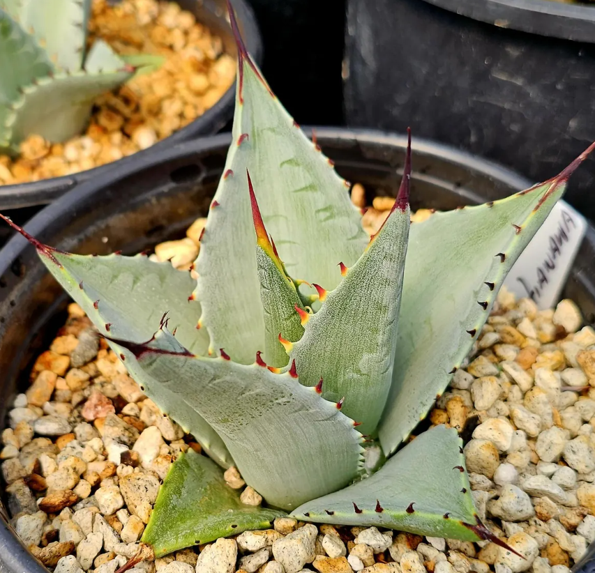 Agave Sebastiana Isla Cedros 10 Pieces Seeds