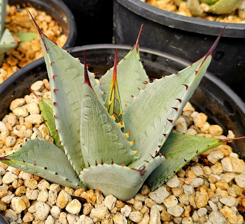 Agave Sebastiana Isla Cedros 10 Pieces Seeds