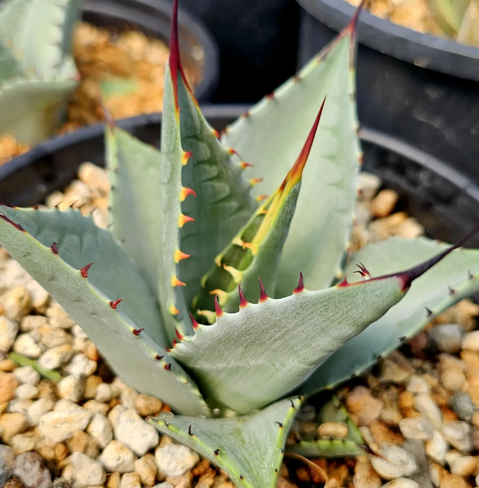 Agave Sebastiana Isla Cedros 10 Pieces Seeds