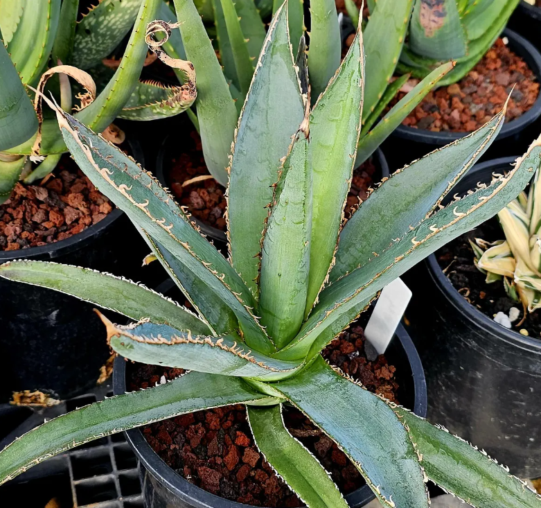 Agave Megalodonta 10 Pieces Seeds