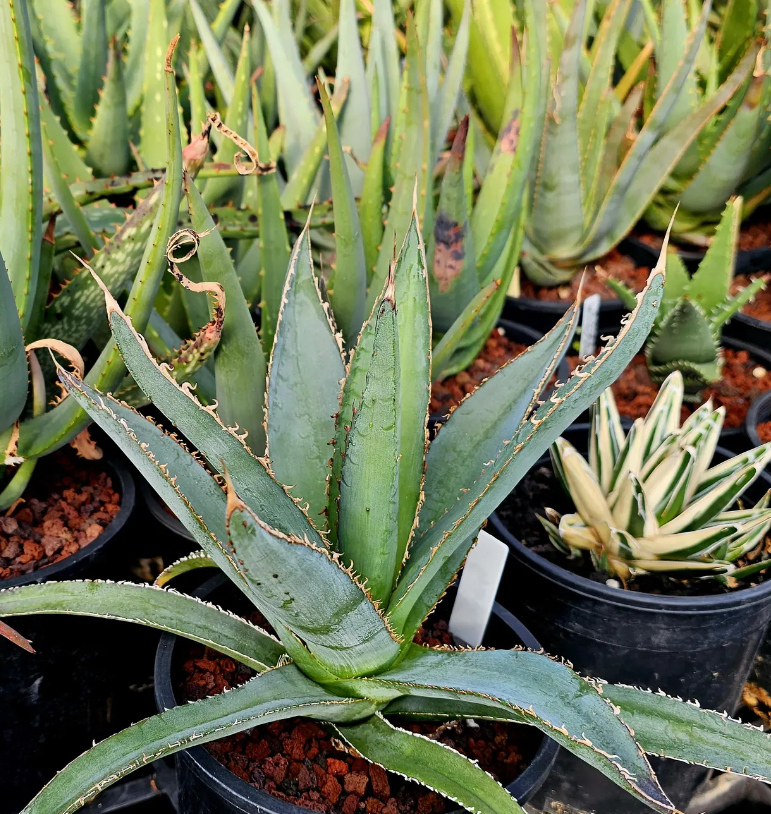 Agave Megalodonta 10 Pieces Seeds