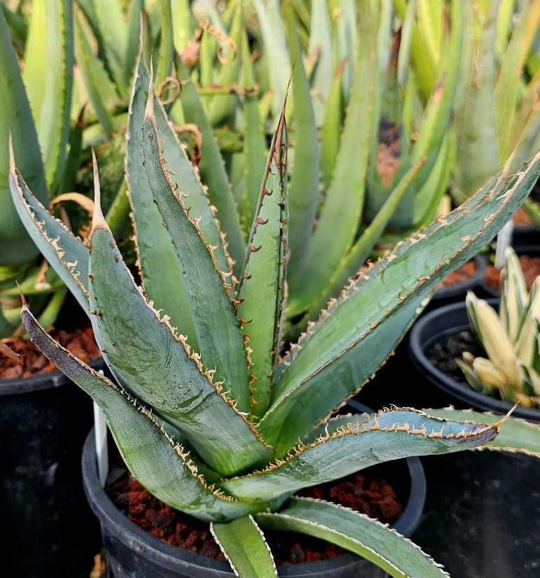 Agave Megalodonta 10 Pieces Seeds