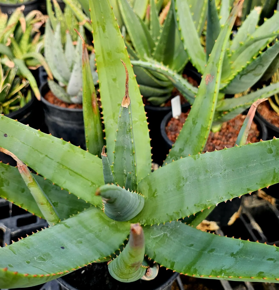 Aloe Vryheidensis 15 Pieces Seeds