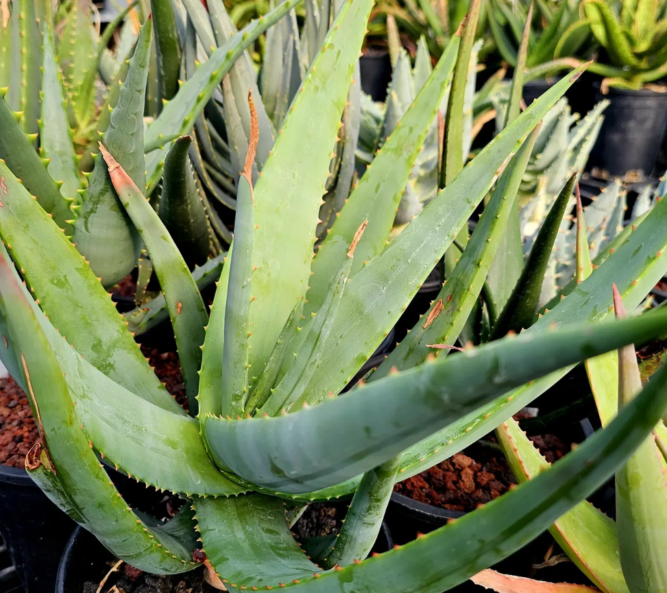 Aloe Vryheidensis 15 Pieces Seeds