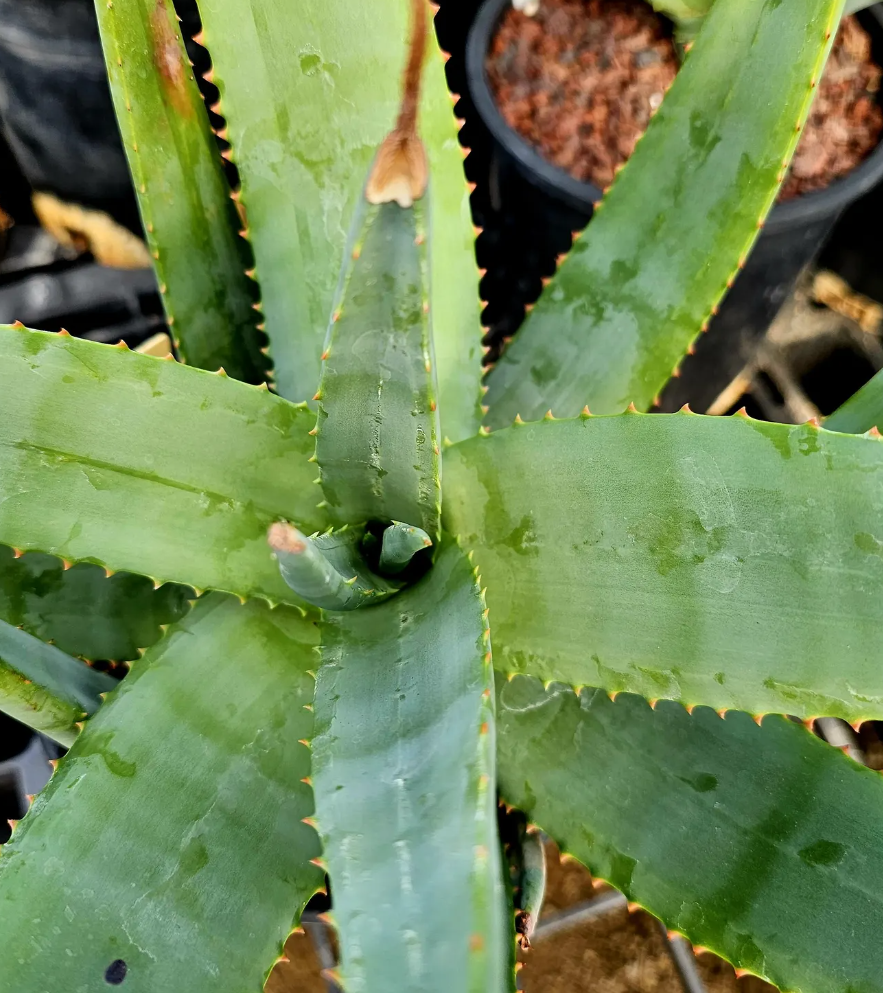 Aloe Vryheidensis 15 Pieces Seeds
