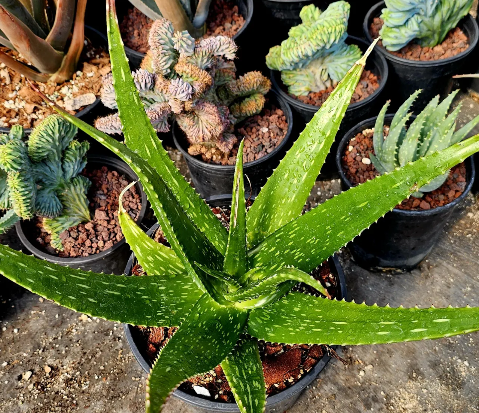 Aloe Macrosiphon 15 Pieces Seeds