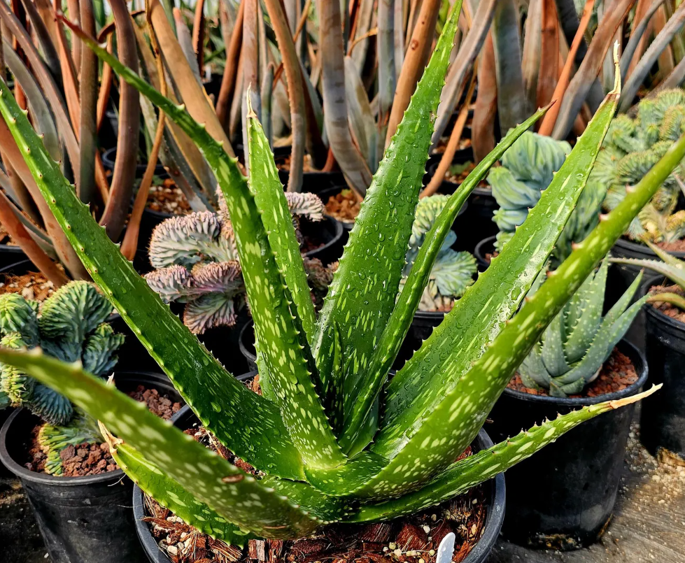 Aloe Macrosiphon 15 Pieces Seeds