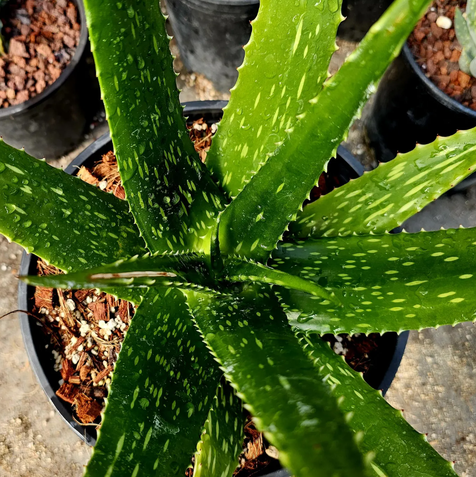 Aloe Macrosiphon 15 Pieces Seeds